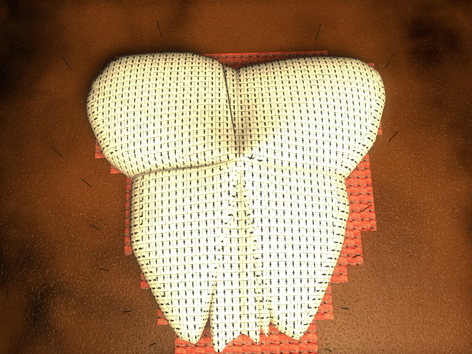 Papillon Models Papillon Models